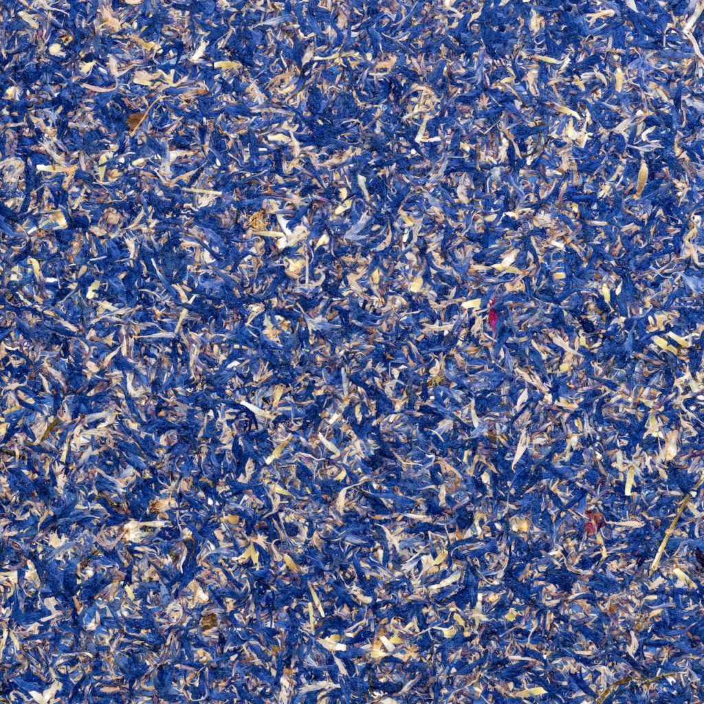 Kornblume Blau