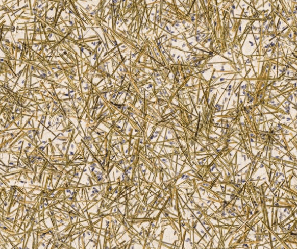 Lavendel Medium