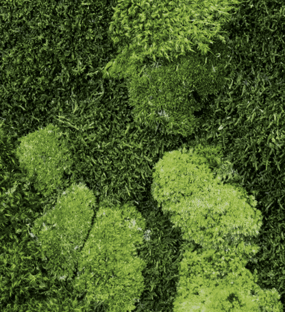 Preserved Mixed Moss