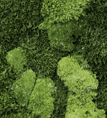 Preserved Mixed Moss