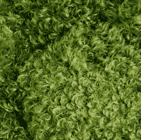 Preserved Mood Moss