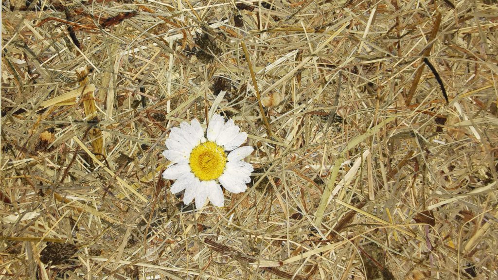 Wildspitze Margeriten