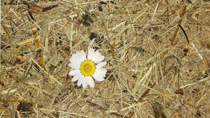 Wildspitze Margeriten