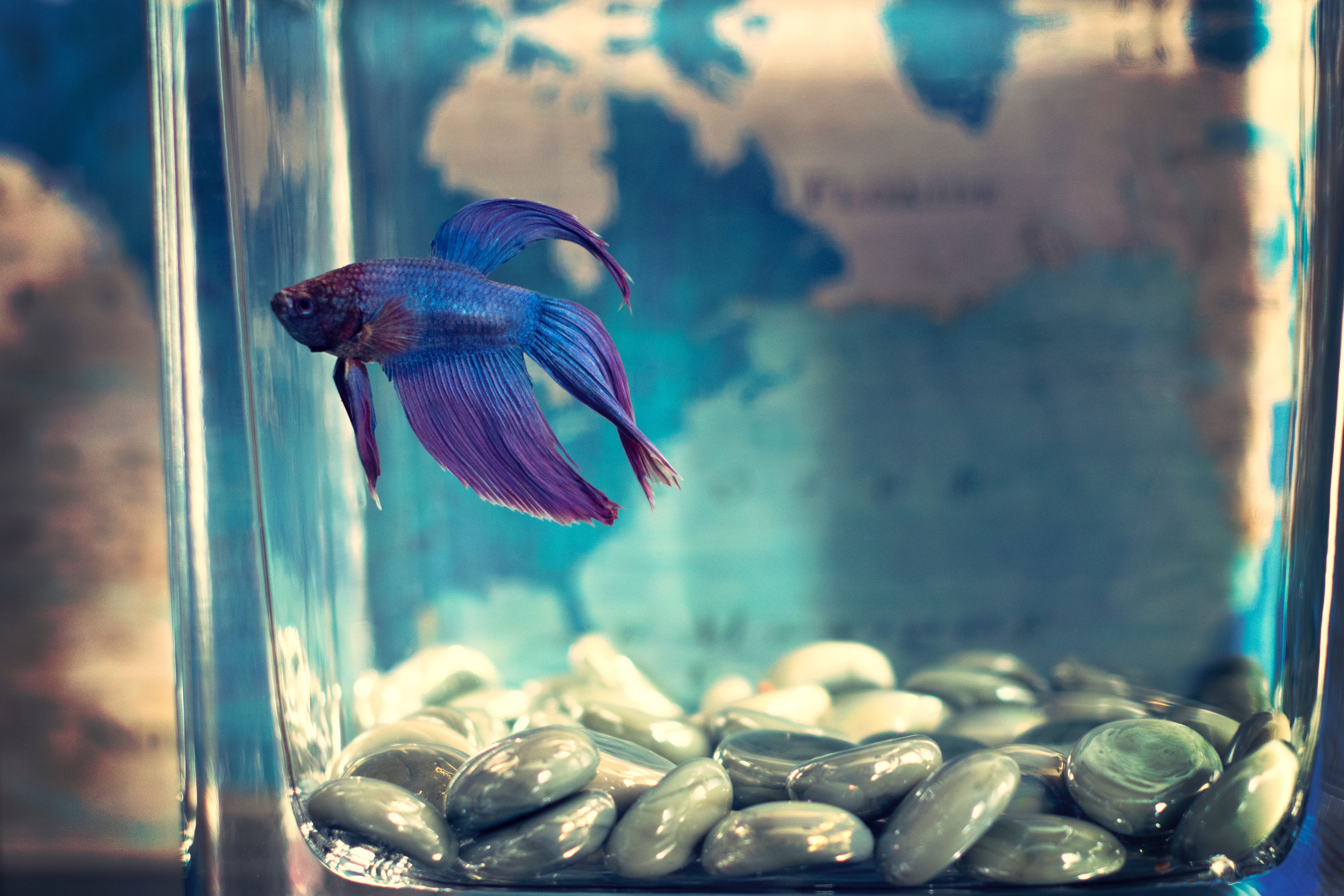 CaraGreen Biophilic Fish Tank
