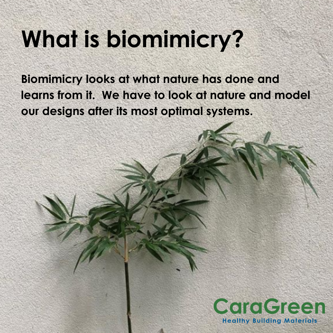 what-is-biomimicry-definition-building-architecture-design-caragreen