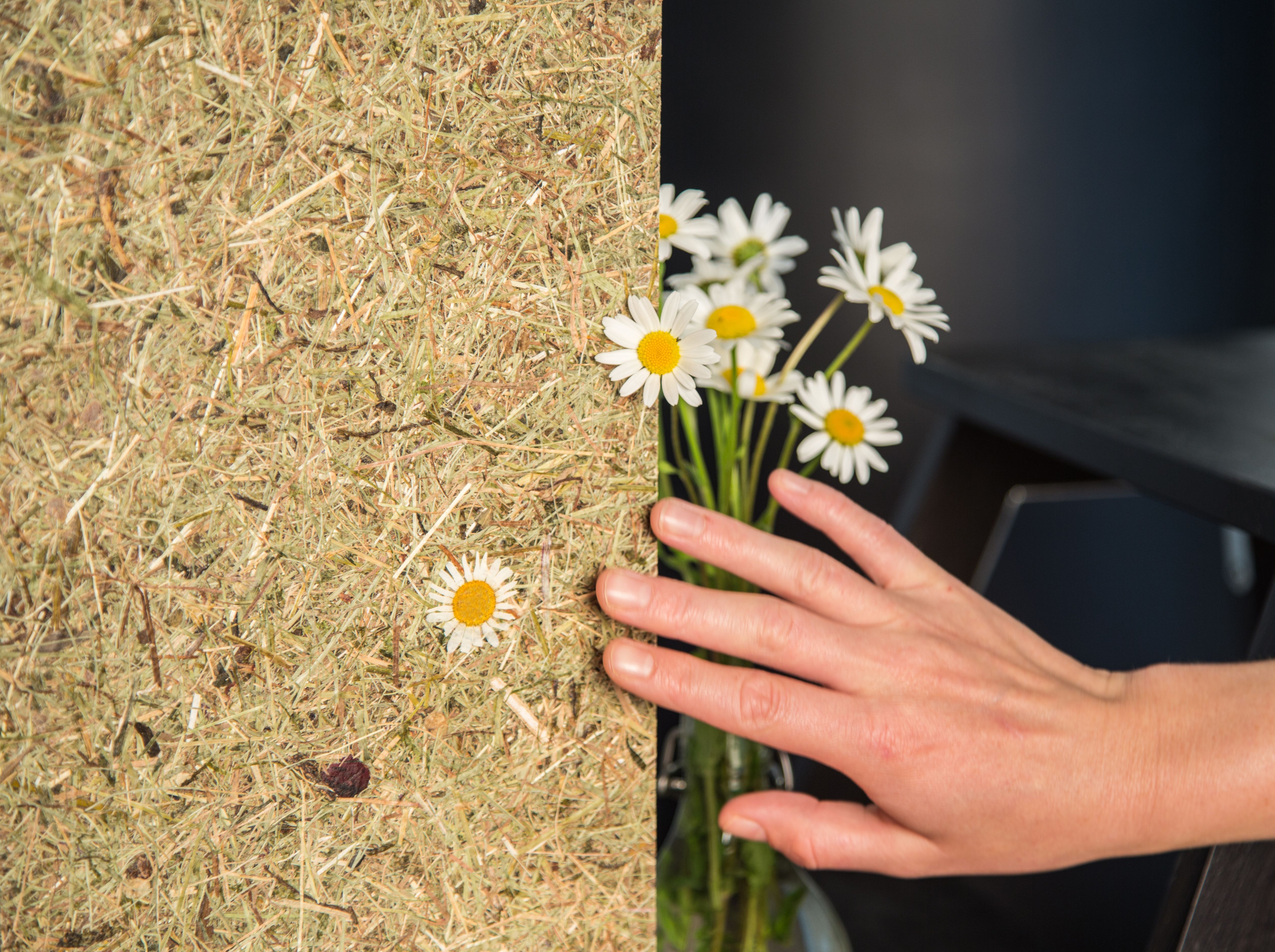 Organoid bio-based wall in Wildspitze Margerita with daisies being held out adjacent. 